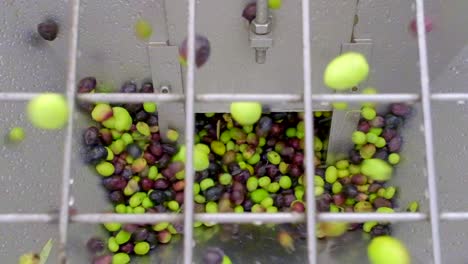 Footage-of-pouring-olives-into-machine-in-olive-oil-factory