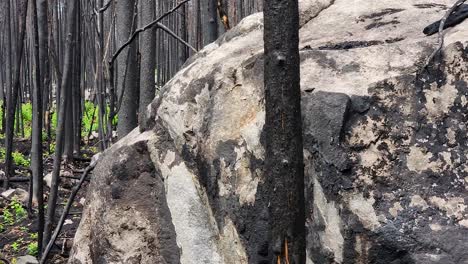 Sliding-shot-showing-the-charred-remains-of-a-forest-after-a-devastating-fire