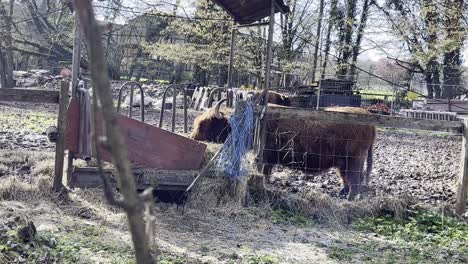 el búfalo peludo come comodamente heno de un pesebre