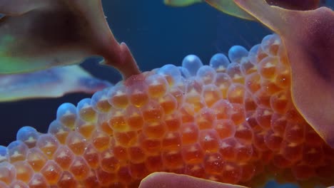 dragón de mar frondoso con huevos 4k cámara lenta sur de australia