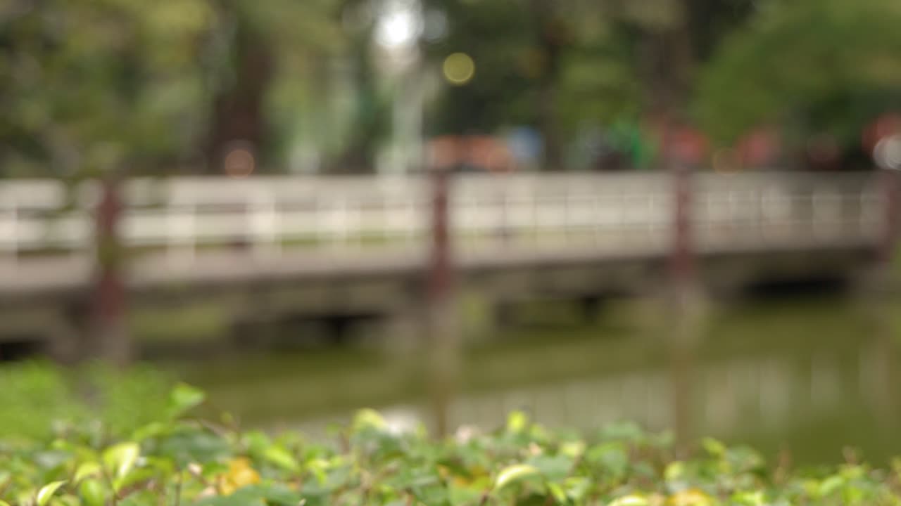 柔らかなボケのある橋を背景に、鮮やかな緑の葉に焦点を当てた静止画。