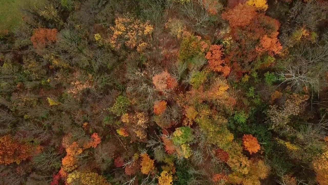Above Colorful Forest Drone shot