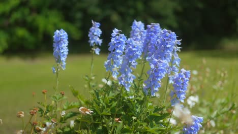 Espuelas-De-Caballero-En-El-Jardín-En-Un-Día-De-Verano