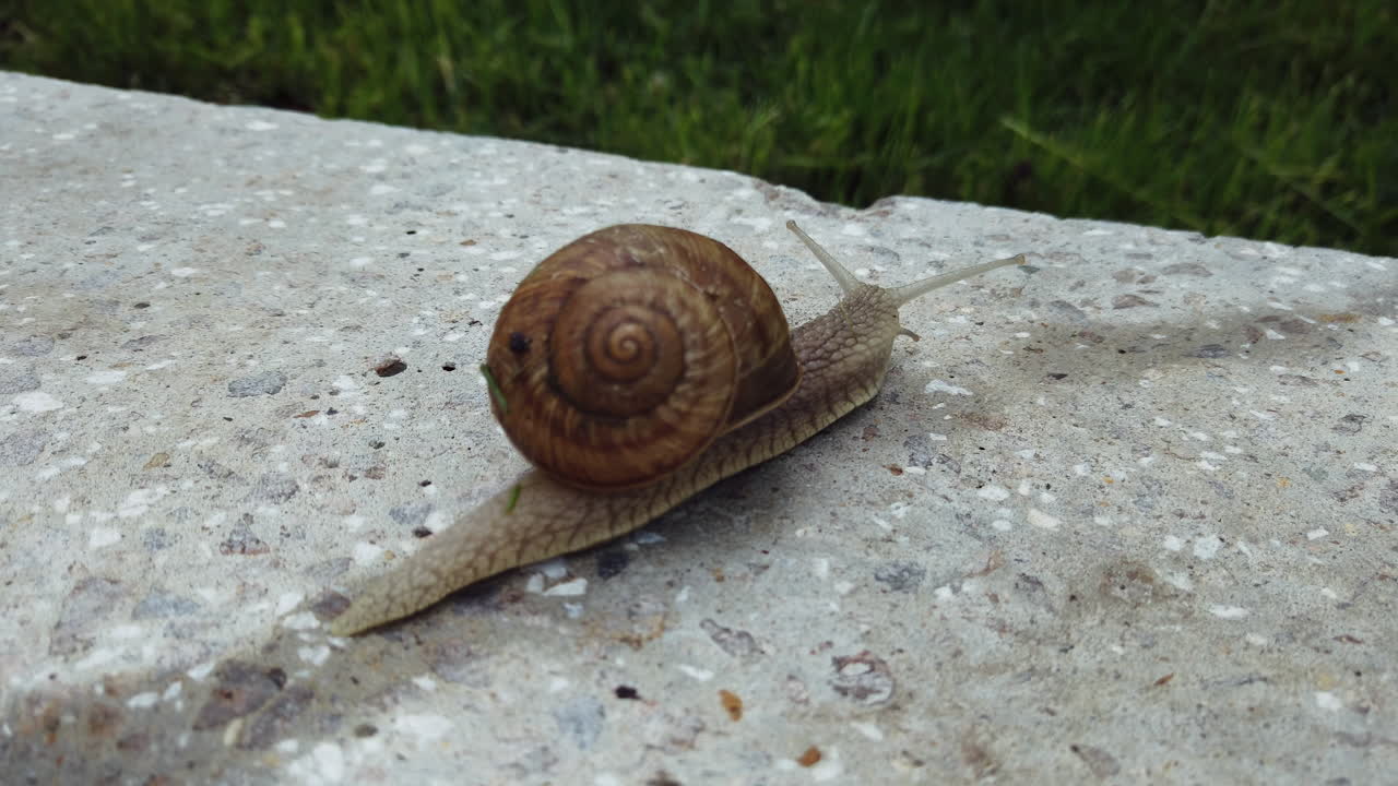 Primo piano di una lumaca che si muove su un pezzo di cemento con erba sullo sfondo