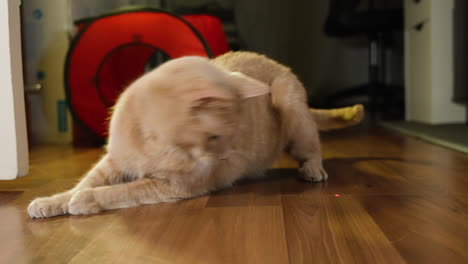 Cat-laying-down-waves-tail-back-and-forth-focusing-on-catching-red-laser-dot