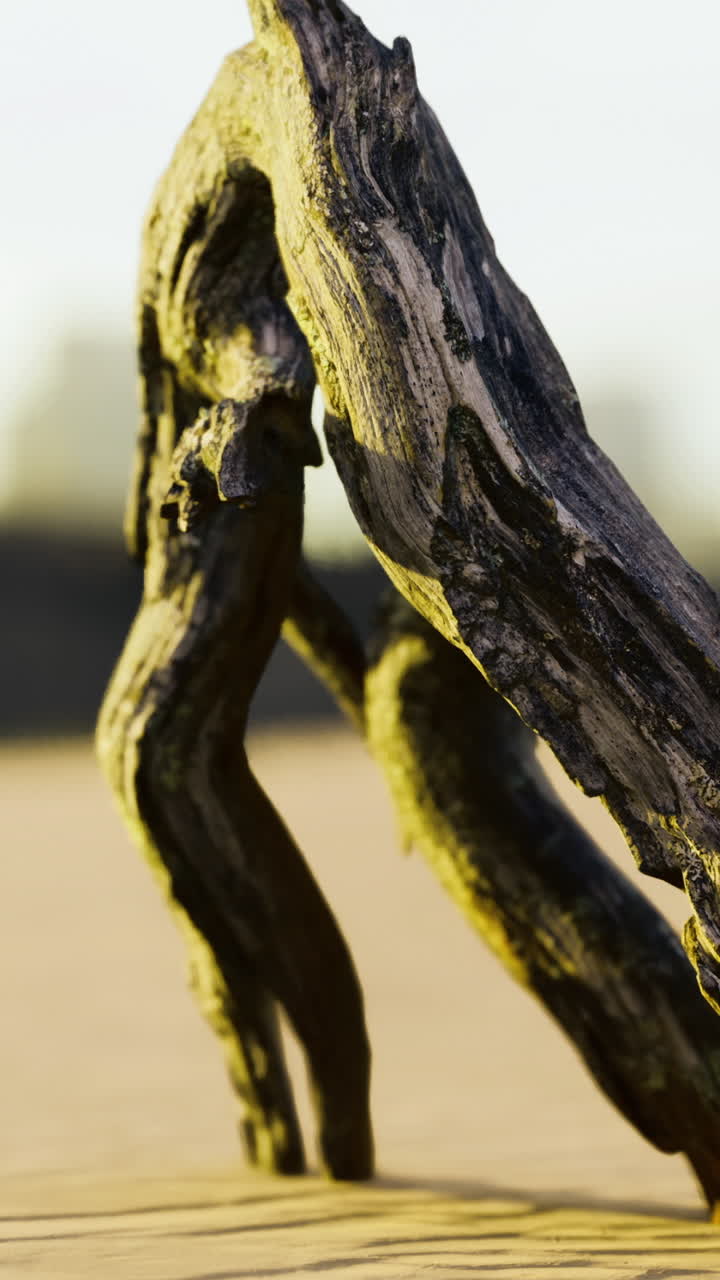 Una suggestiva formazione di legno spiaggiato si erge alta su un sereno sfondo sabbioso