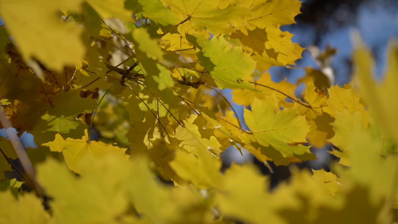 hojas de otoño balanceándose en un árbol en el parque otoñal - parque colorido de otoño