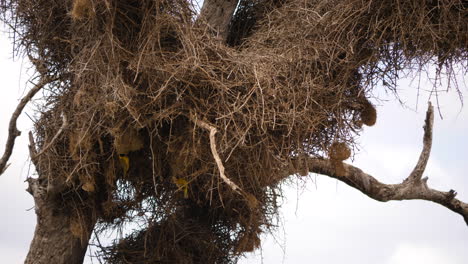 Male-weaver-bird-chases-female-who-comes-to-inspect-woven-nests-at-weaver-colony