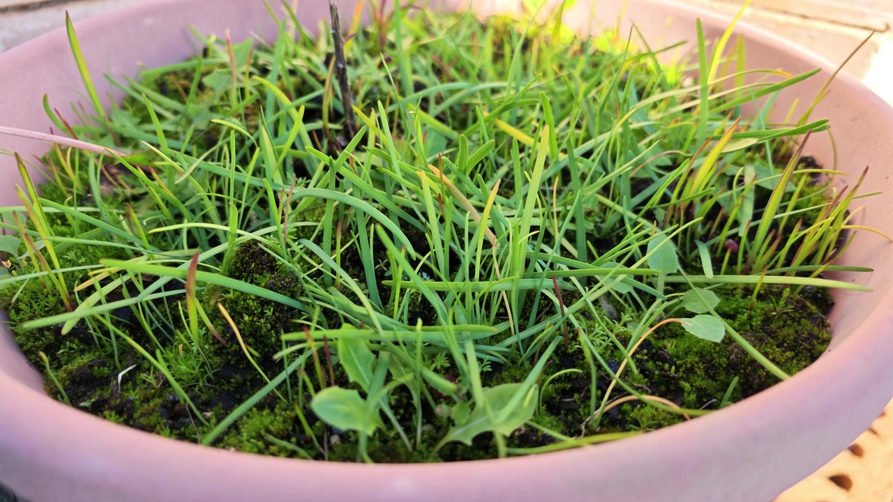 Close-up view of fresh green grass, weeds, and moss growing in a pink flowerpot. Organic home gardening and cultivation concept