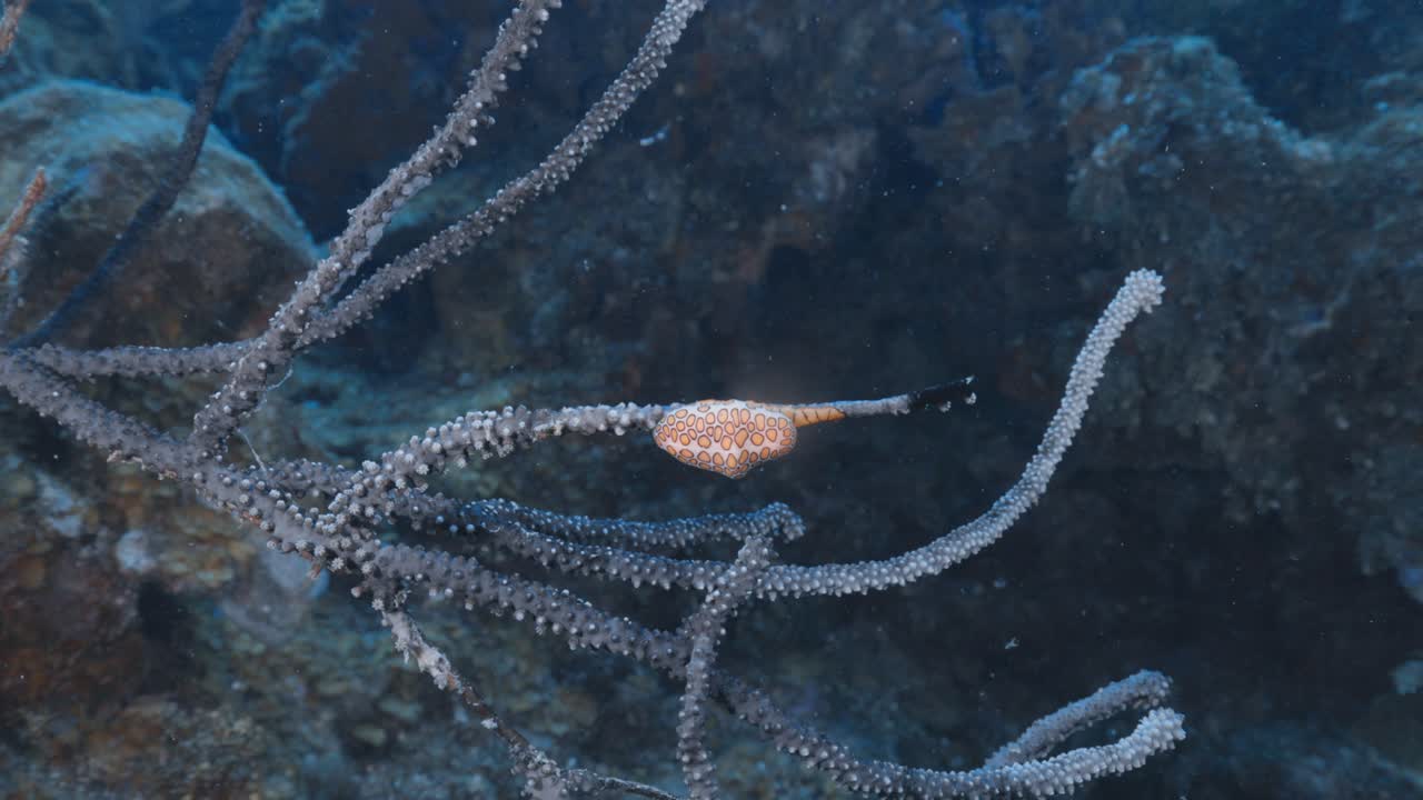 Flamingo Tongue Snail Crawling on Vibrant Coral Reef — Detailed Close-Up of Tropical Marine Invertebrate in Peaceful Underwater Habitat — Filmed in Stunning 4K 60 FPS for Stock Footage