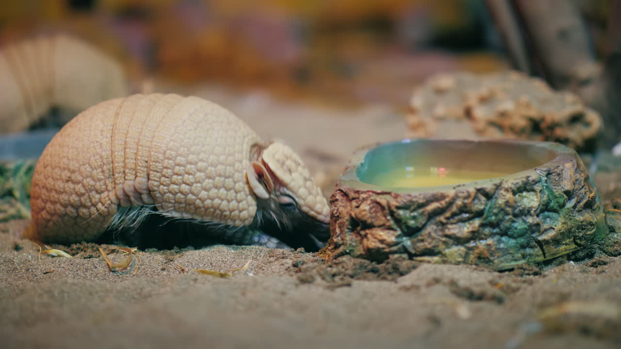 armadillo (desambiguación de armadillo) video 4k