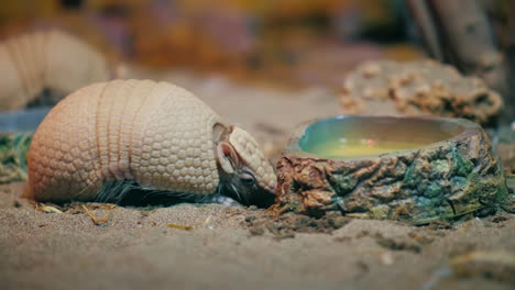 armadillo (desambiguación de armadillo) video 4k