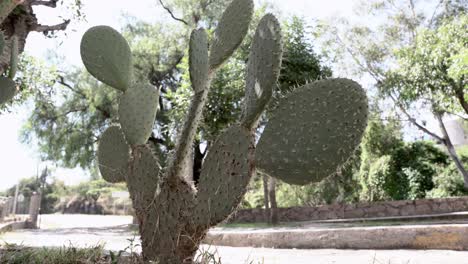 cactus in the streets next to the road