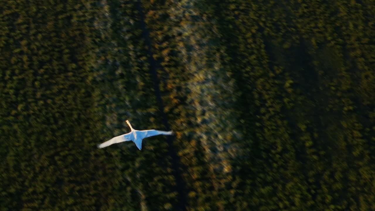 un cisne volando sobre un campo