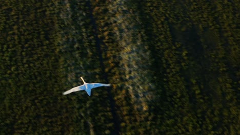 swan flying over a field