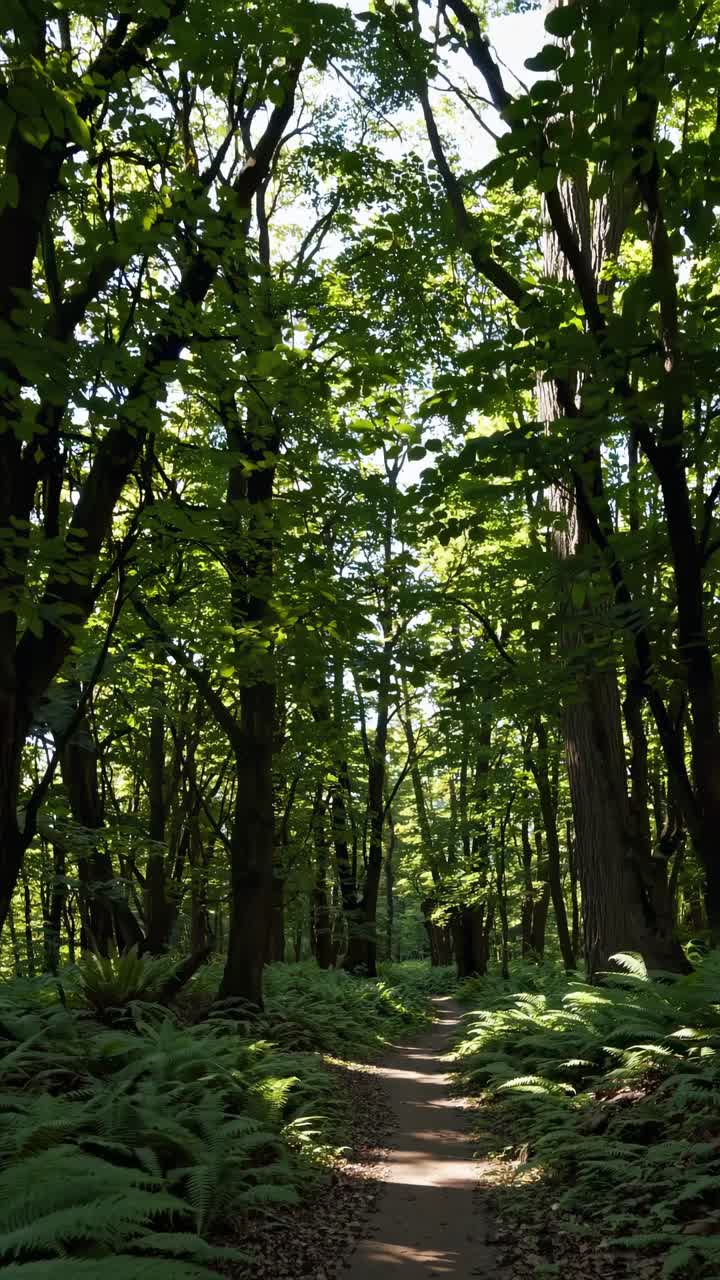 Video di un sentiero forestale sereno, ripreso dal basso, che mostra alberi imponenti e una vegetazione rigogliosa