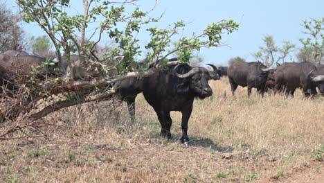 cape buffalo  ruminating is being annoyed by insects