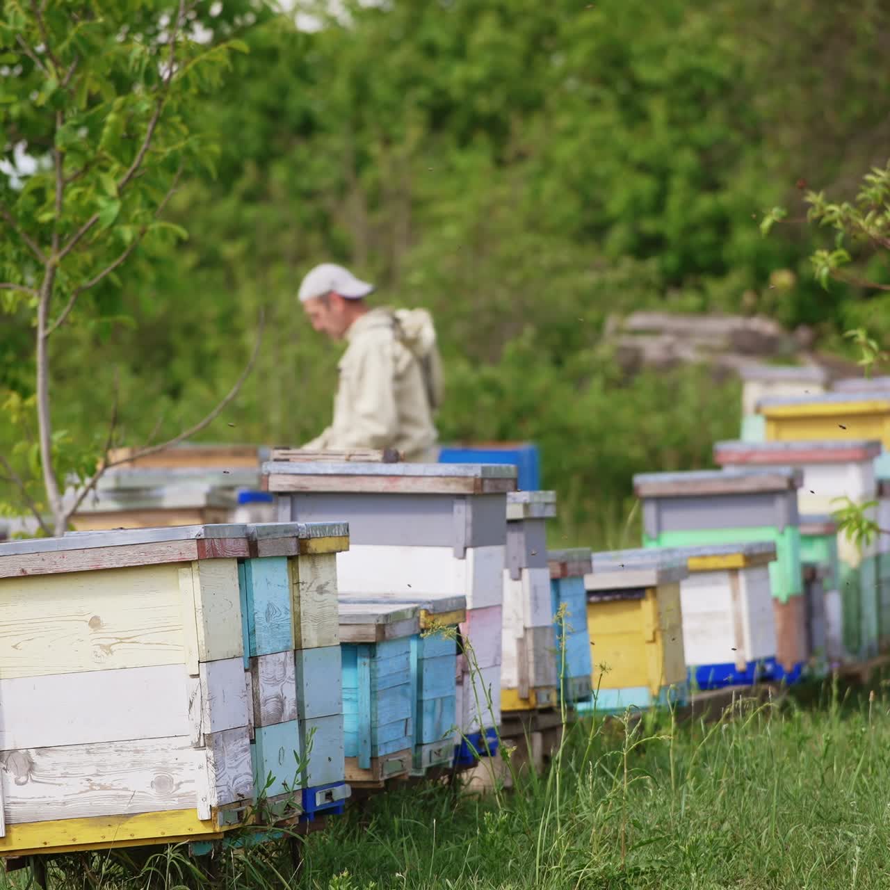 Rural bee farm with wooden hives located in the nature. Male apiculturist working at the apiary at backdrop in blur. Nature background