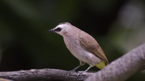 Un-Hermoso-Y-Pequeño-Bulbul-Ventilado-Amarillo-Encaramado-En-Una-Rama-De-árbol-Y-Mirando-Su-Entorno,-Vista-Lateral---Cerrar