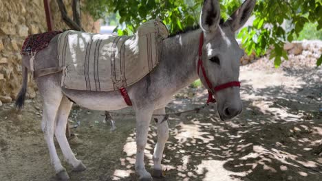 Retrato-De-Burro-En-El-Paisaje-Rural-De-La-Ciudad-De-La-Aldea-En-La-Naturaleza-De-Arizona-En-La-Temporada-De-Verano-La-Gente-Local-De-Utah-Usa-El-Transporte-De-Animales-En-El-Estilo-De-Vida-De-Una-Ciudad-Remota-Uso-De-Equitación-En-Una-Granja-Tradicional