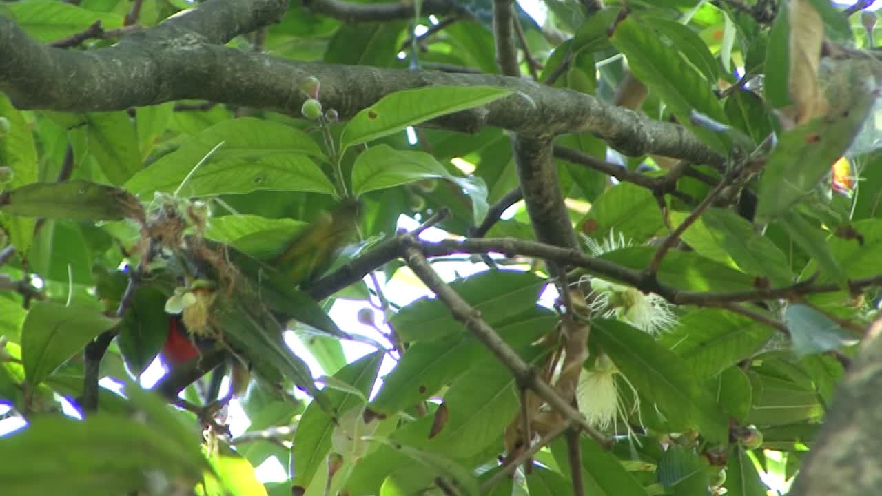 왕립 식물원, 시드니, 호주에서 무지개 lorikeet