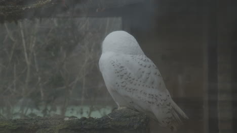 búho nival sentado en una rama en un aviario de pájaros de cristal