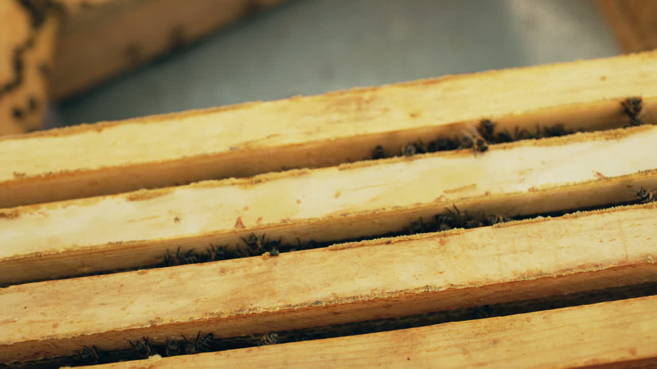 Close-up view of honeybee frames in a beehive