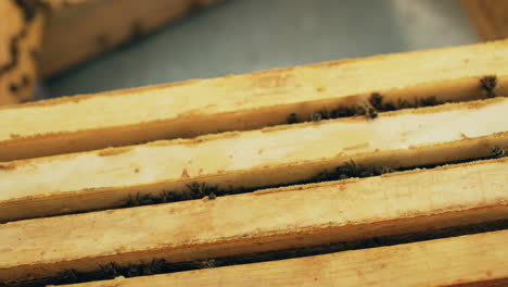 close-up view of honeybee frames in a beehive