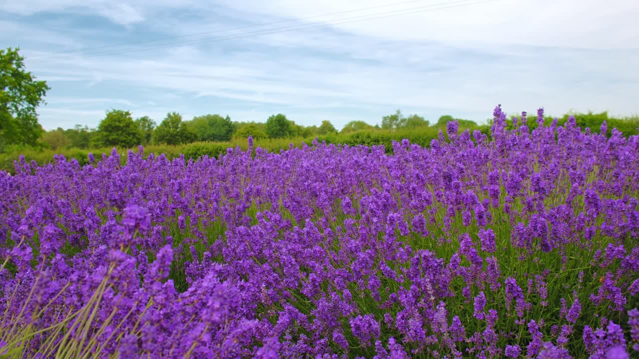 hermosas plantas de lavanda silvestre en la calma brisa del verano, rodeadas de árboles verdes