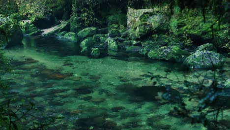 transparent river surrounded by green dark rainforest in new zealand - panning shot