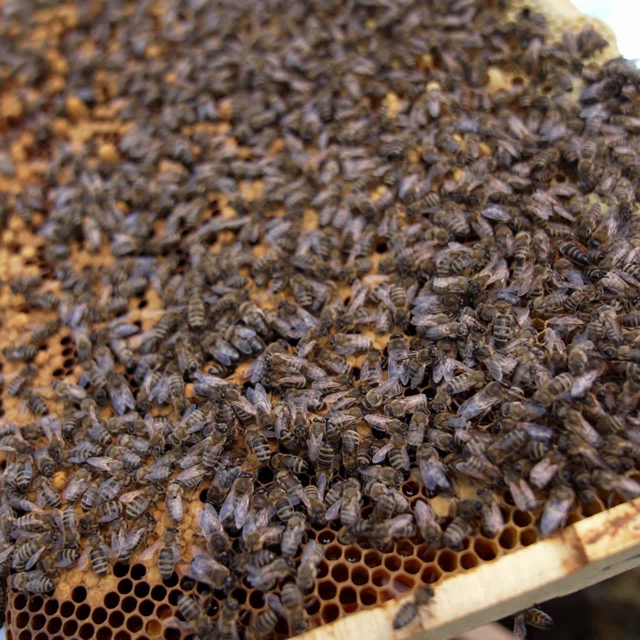 Busy bees sealing honeycombs. Frame full of bees working. Honey insects crawling on honeycomb filling cells with organic honey