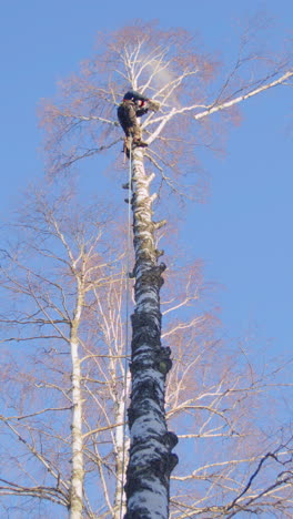 Female arborist high up in birch tree cuts off branch with chainsaw. Vertical
