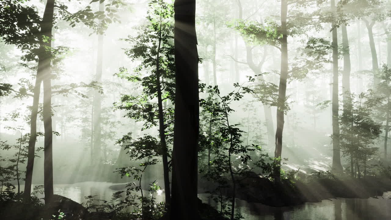 Sunlight filters through misty forest creating a magical atmosphere