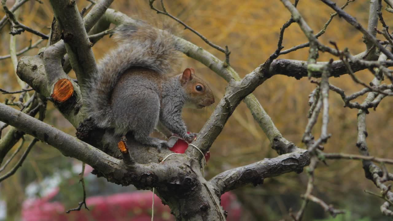 새 모이통에서 먹는 작은 나무에 앉아있는 다람쥐