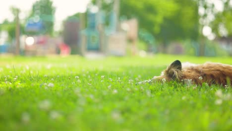 dog rolling in green grass at park