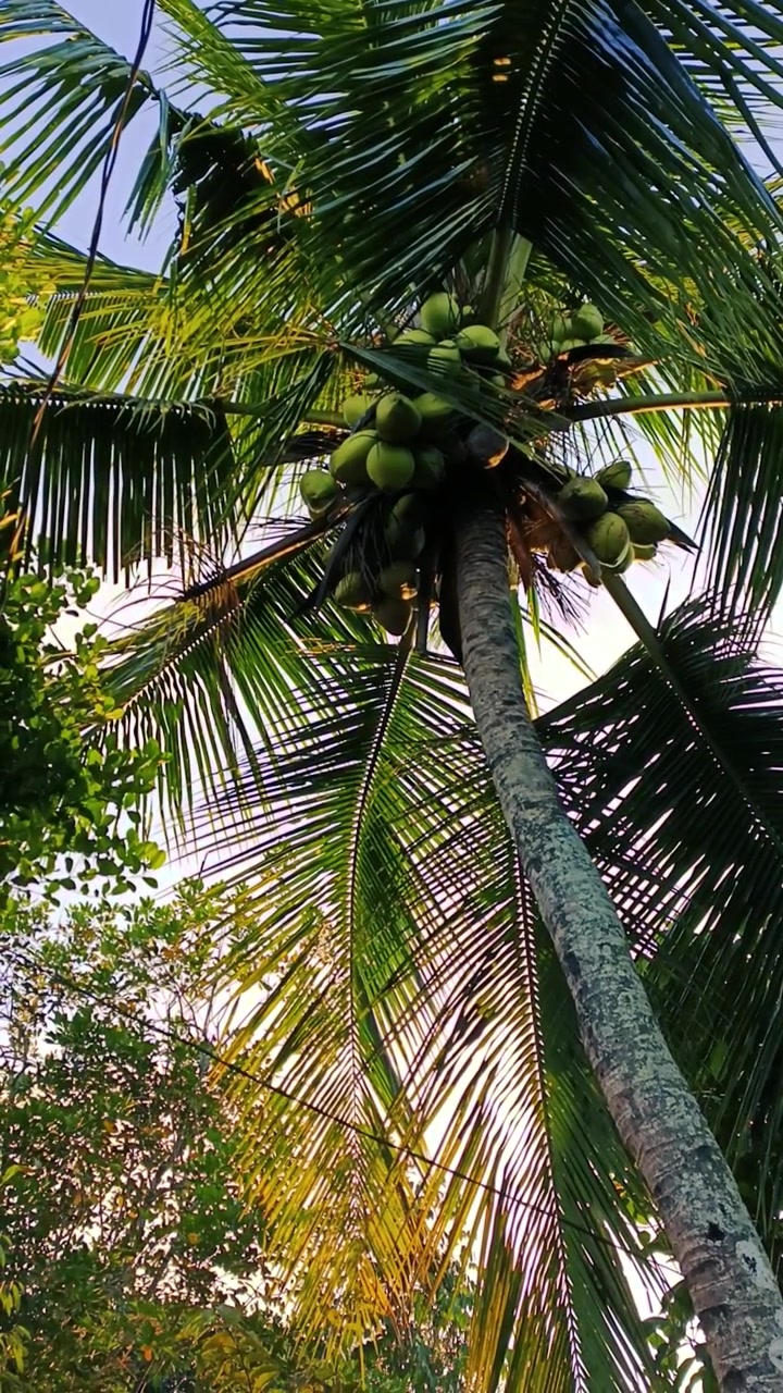 Low Angle View of Coconut Tree with Green Coconuts