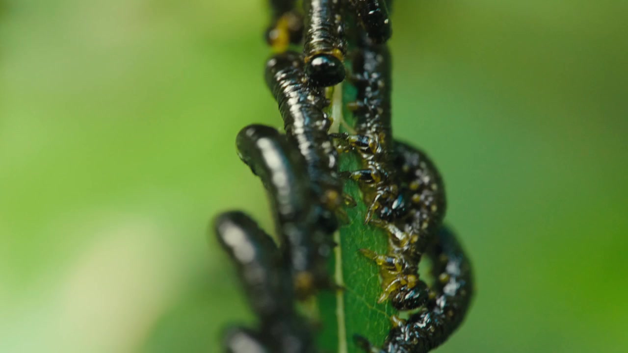 Toma macro de muchas larvas de Craesus latipes alimentándose de una hoja. La cámara se mueve de arriba a abajo, mostrando el comportamiento natural del insecto y movimientos sutiles