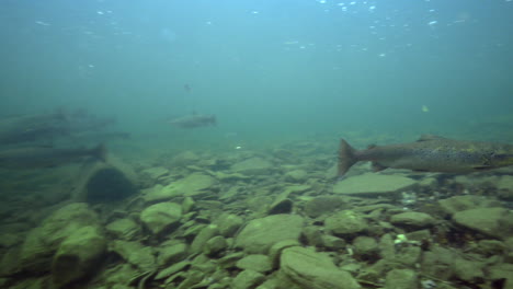 Salmón-Bajo-El-Agua-Durante-Una-Inmersión-En-Un-Río