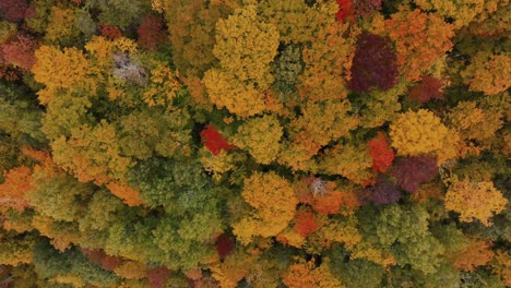 Hermosos-árboles-Otoñales-En-El-Bosque---Cámara-Aérea,-Invertida