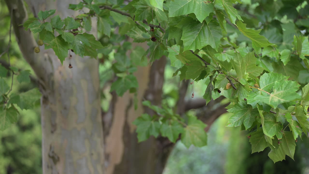 Green leaves and bark of a plane tree in summer