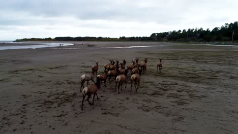 Eine-Tracking-Drohnenaufnahme-Einer-Herde-Wilder-Hirsche,-Die-Entlang-Eines-Flusses-Läuft,-Der-Zum-Strand-Führt