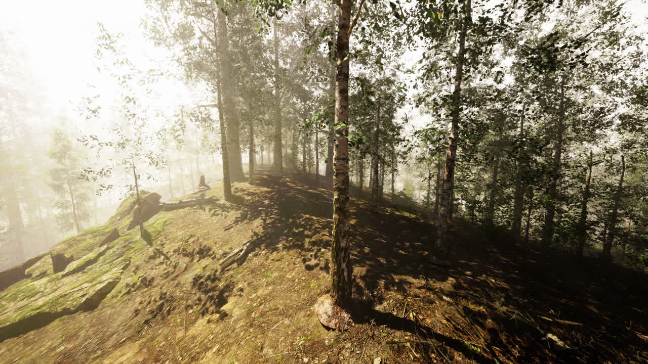 Misty Forest Path in Sunlight