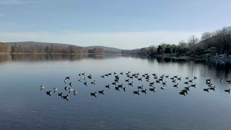 close up of drone circling geese resting in a lake in the fall