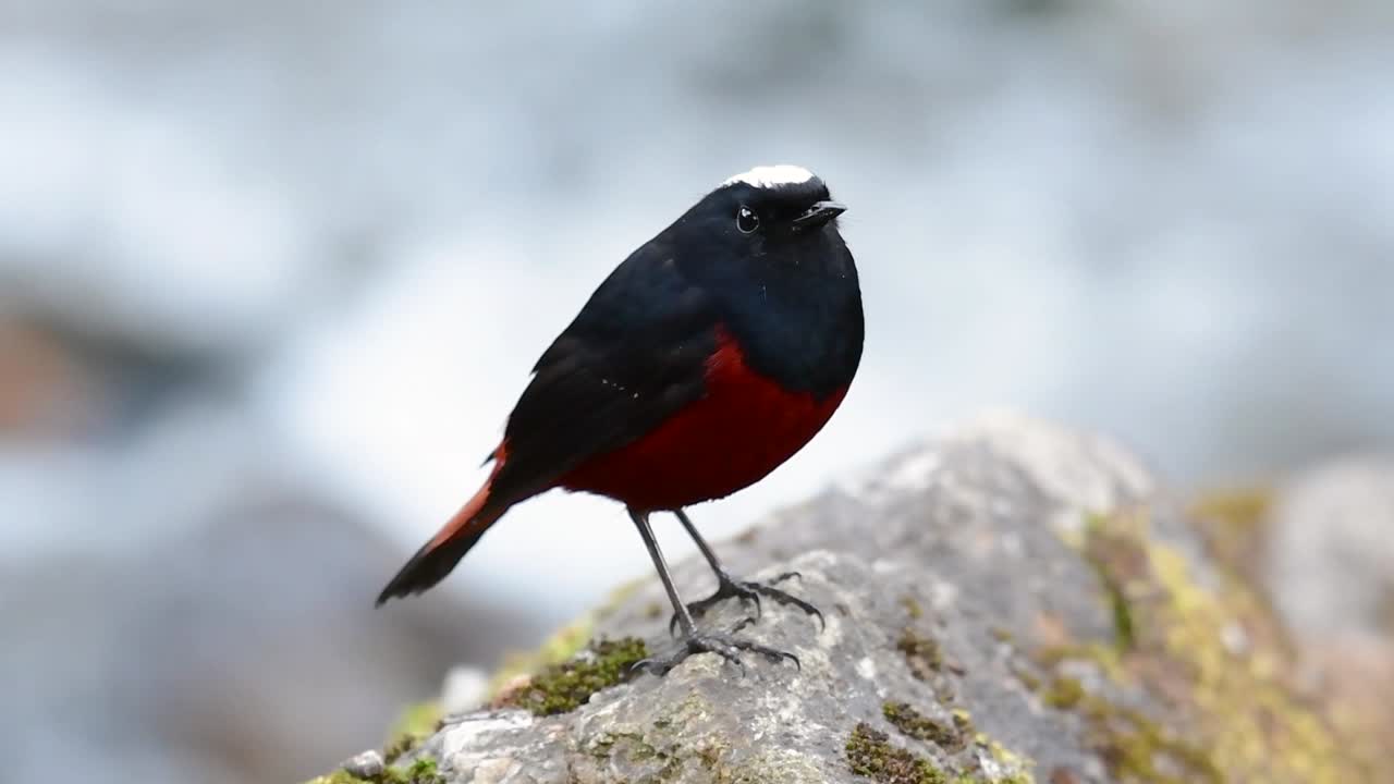 흰색 모자를 쓴 레드 스타트는 흰색 사랑스러운 왕관, 짙은 파란색-검은 날개 및 깃털 아래 갈색으로 유명하며 꼬리는 빨간색으로 시작합니다.