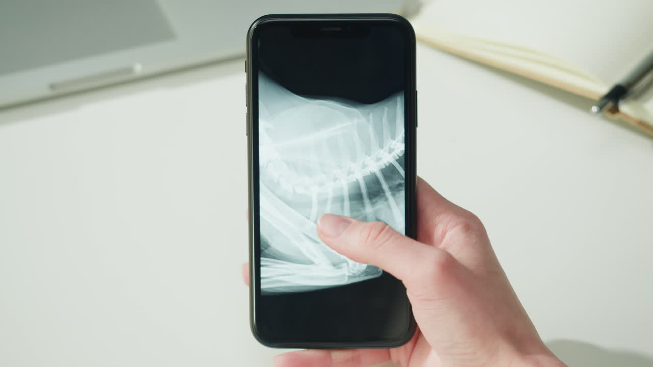 Radiografia animale su smartphone