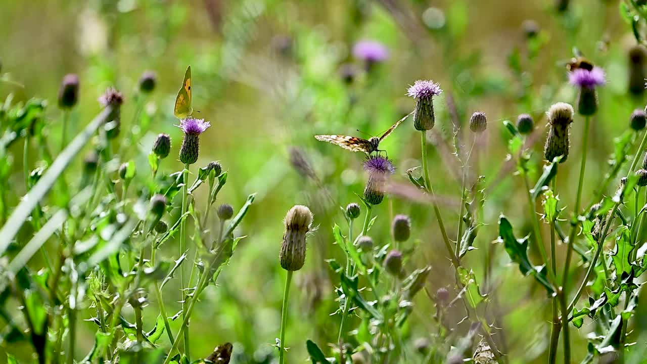 A peaceful wildlife moment unfolds with painted lady and dark clouded butterflies under golden light