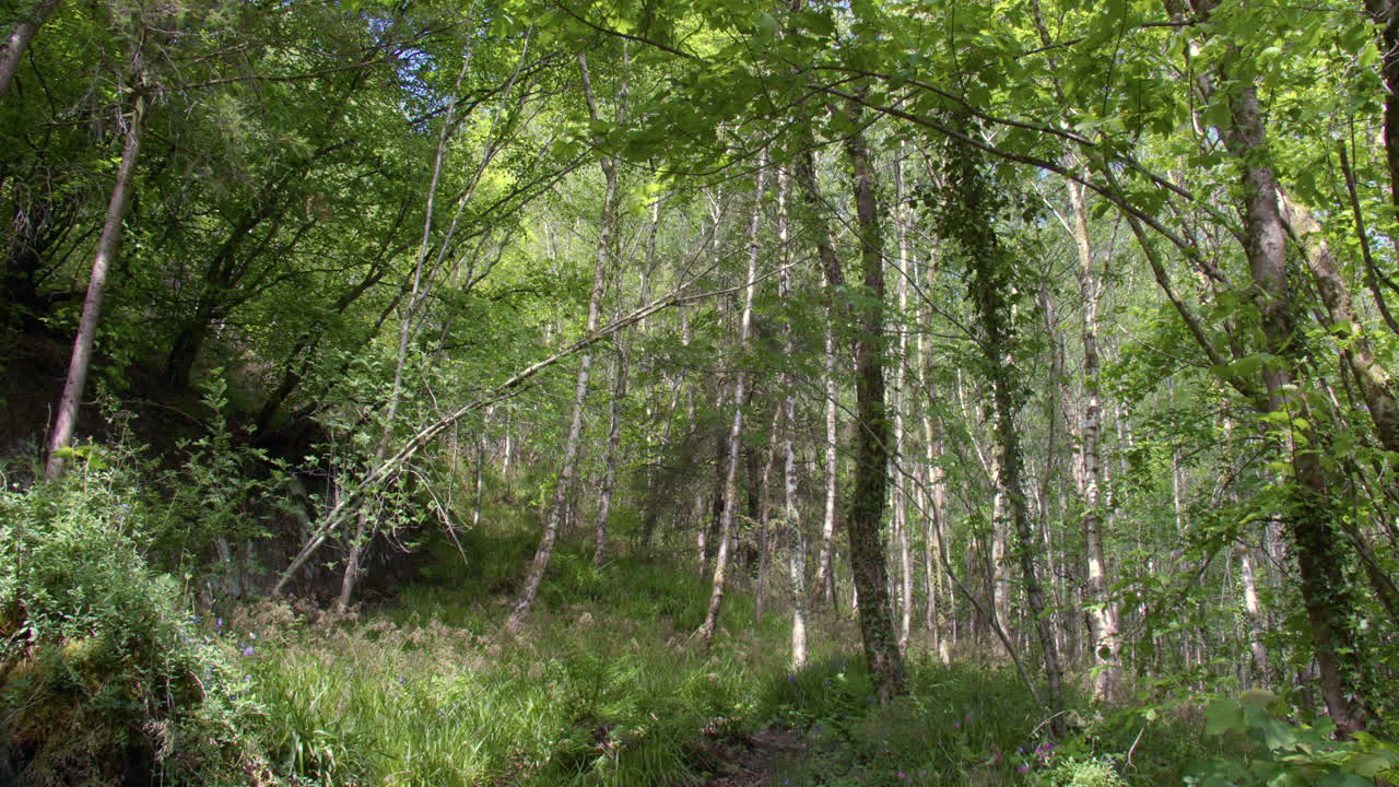 Wide shot looking up a wooded hillside with silver Birch trees