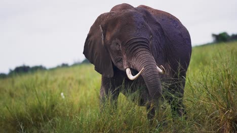 Baby-Elephant-grazing-in-tall-grass-on-a-cloudy-day