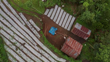 small rustic vegetable farm with farmhouse and lines of produce growing, top down