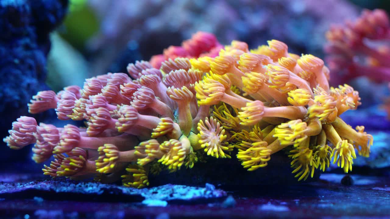 Close-up of mixed Goniopora corals under actinic lighting, with vibrant pink-purple, yellow, and green polyps extending from shared stone base in reef aquarium